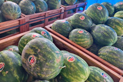 Variedade de produtos Dorce Hortifruti