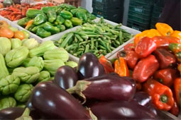 Seleção de frutas premium Dorce